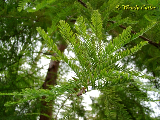 {Taxodium distichum}